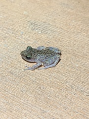 Eleutherodactylus marnockii