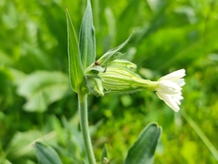 Silene latifolia alba