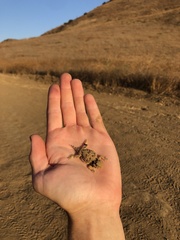 Phrynosoma blainvillii