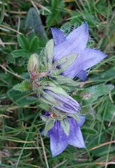 Campanula barbata