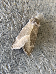 Plagiomimicus spumosum