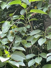 Neolamarckia cadamba