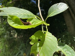 Neolamarckia cadamba