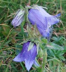 Campanula barbata