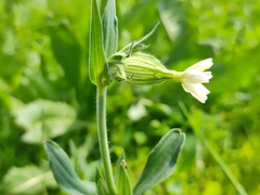 Silene latifolia alba