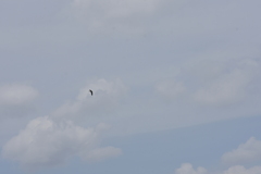 Aerodramus germani germani