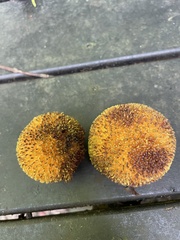 Neolamarckia cadamba