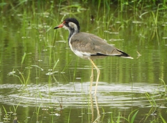 Vanellus indicus