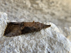 Hypena
