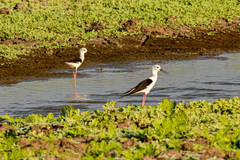 Himantopus himantopus