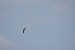 Aerodramus germani germani