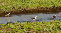 Himantopus himantopus