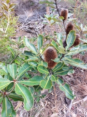 Banksia robur