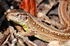 Lacerta agilis
