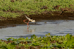 Himantopus himantopus