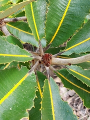 Banksia robur