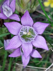 Gentianella germanica