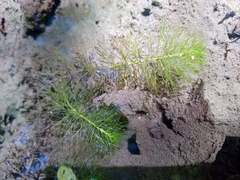 Myriophyllum