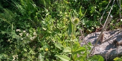 Dipsacus fullonum
