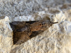 Hypena