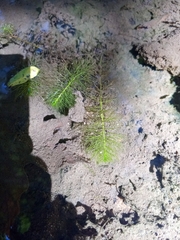 Myriophyllum