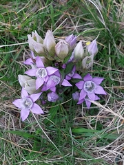 Gentianella germanica