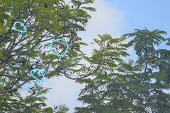 Lonchura punctulata topela