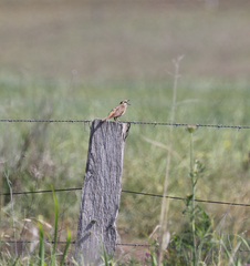 Cincloramphus mathewsi