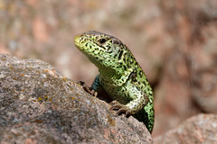 Lacerta agilis