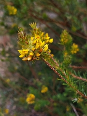 Phyllota phylicoides