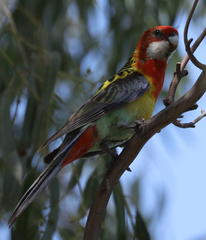 Platycercus eximius