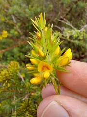Phyllota phylicoides