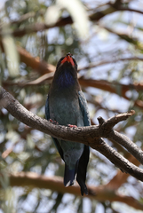 Eurystomus orientalis