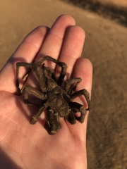 Aphonopelma steindachneri