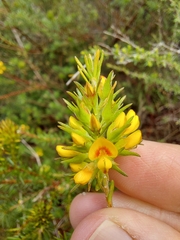 Phyllota phylicoides