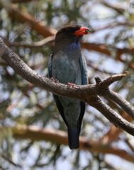 Eurystomus orientalis