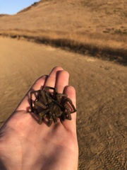 Aphonopelma steindachneri