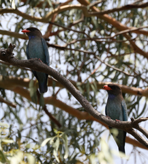 Eurystomus orientalis