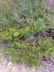 Phyllota phylicoides