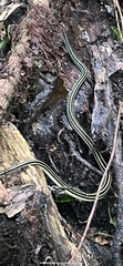 Thamnophis saurita