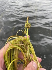 Sparganium gramineum