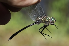 Somatochlora albicincta