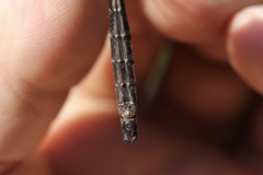 Somatochlora albicincta