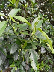 Turpinia formosana