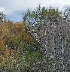 Coracina novaehollandiae