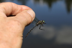 Somatochlora albicincta