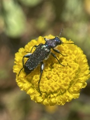 Cleridae