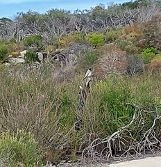 Coracina novaehollandiae