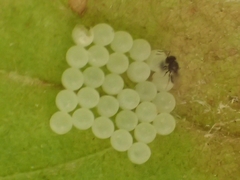 Trissolcus