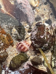 Muricidae